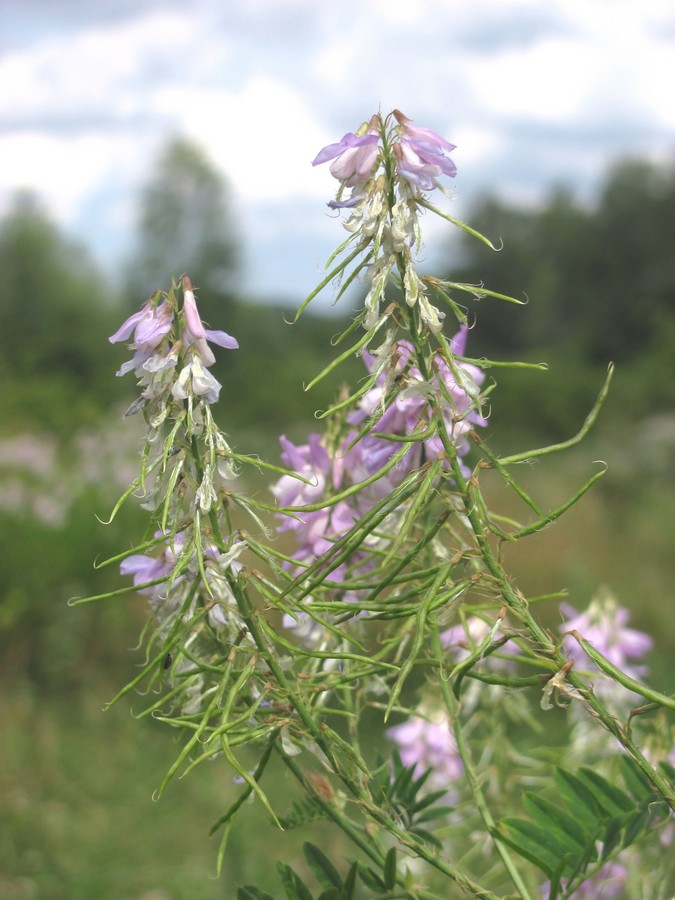 Изображение особи Galega officinalis.