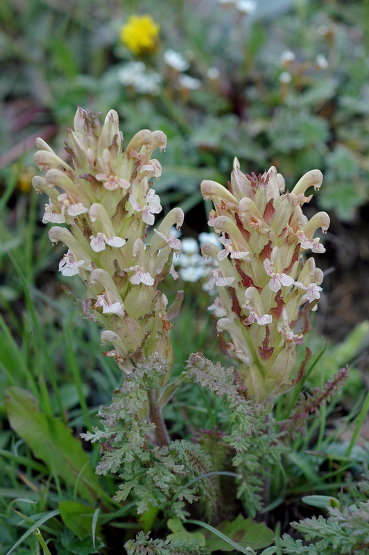 Изображение особи Pedicularis alatauica.