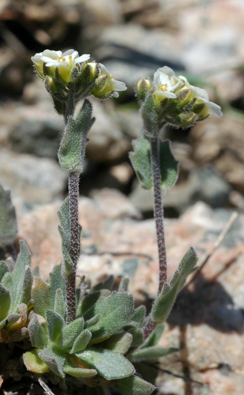 Изображение особи Draba cana.