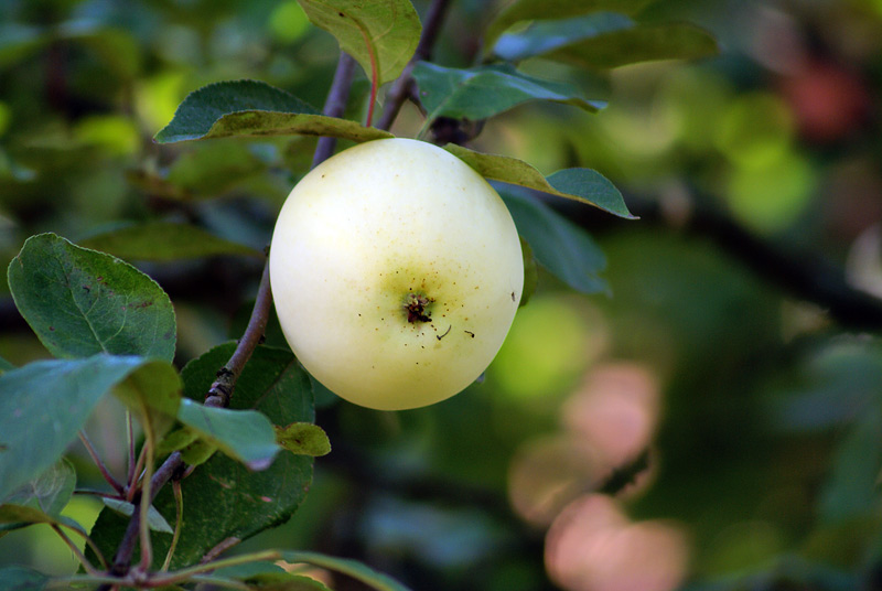 Изображение особи Malus domestica.