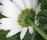 Leucanthemum maximum. Обёртка соцветия. Крым, Симферополь, ботсад университета. 26 июня 2011 г.