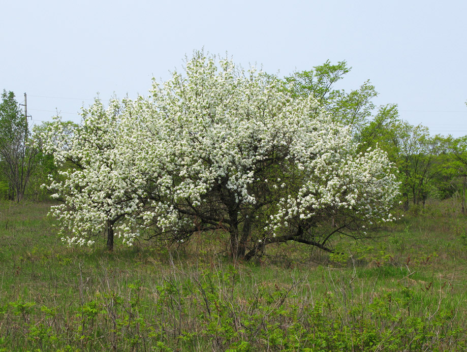 Image of Pyrus ussuriensis specimen.