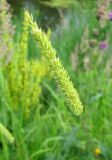 genus Phleum. Соцветие. Ярославская обл., Переславский р-н, с. Елизарово, берег р. Шаха. 09.07.2011.