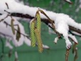 Corylus avellana
