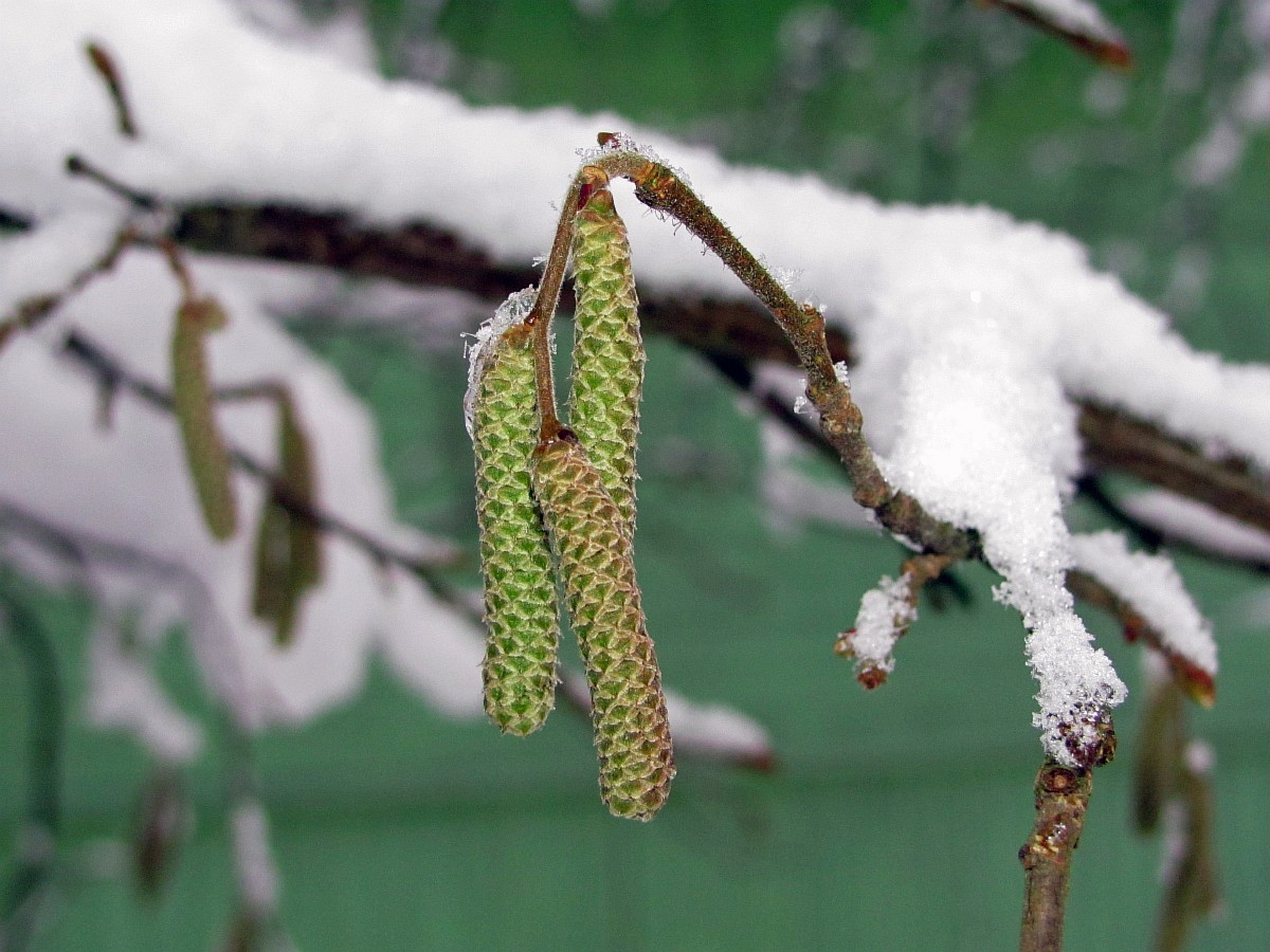 Изображение особи Corylus avellana.