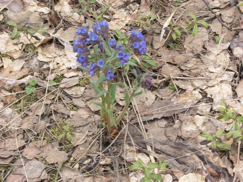 Image of Pulmonaria angustifolia specimen.