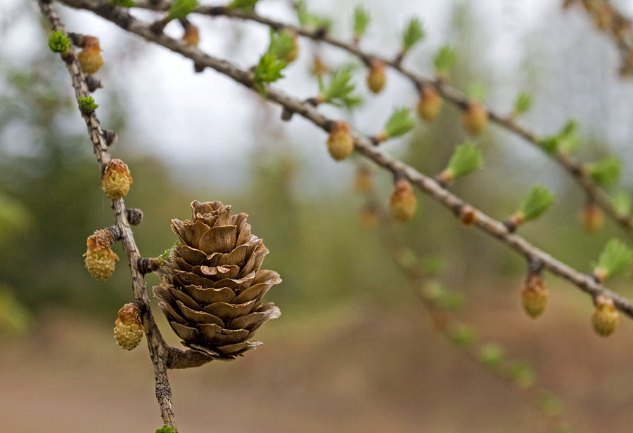 Изображение особи Larix kaempferi.