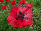 Papaver bracteatum