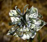 Nigella arvensis. Цветок. Израиль, Шарон, г. Герцлия, травостой на песчаном субстрате. 19.05.2009.