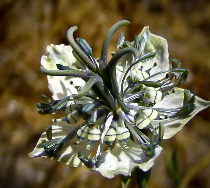 Изображение особи Nigella arvensis.