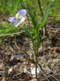 Viola accrescens. Цветущее растение. Татарстан, г. Бавлы. 28.04.2012.