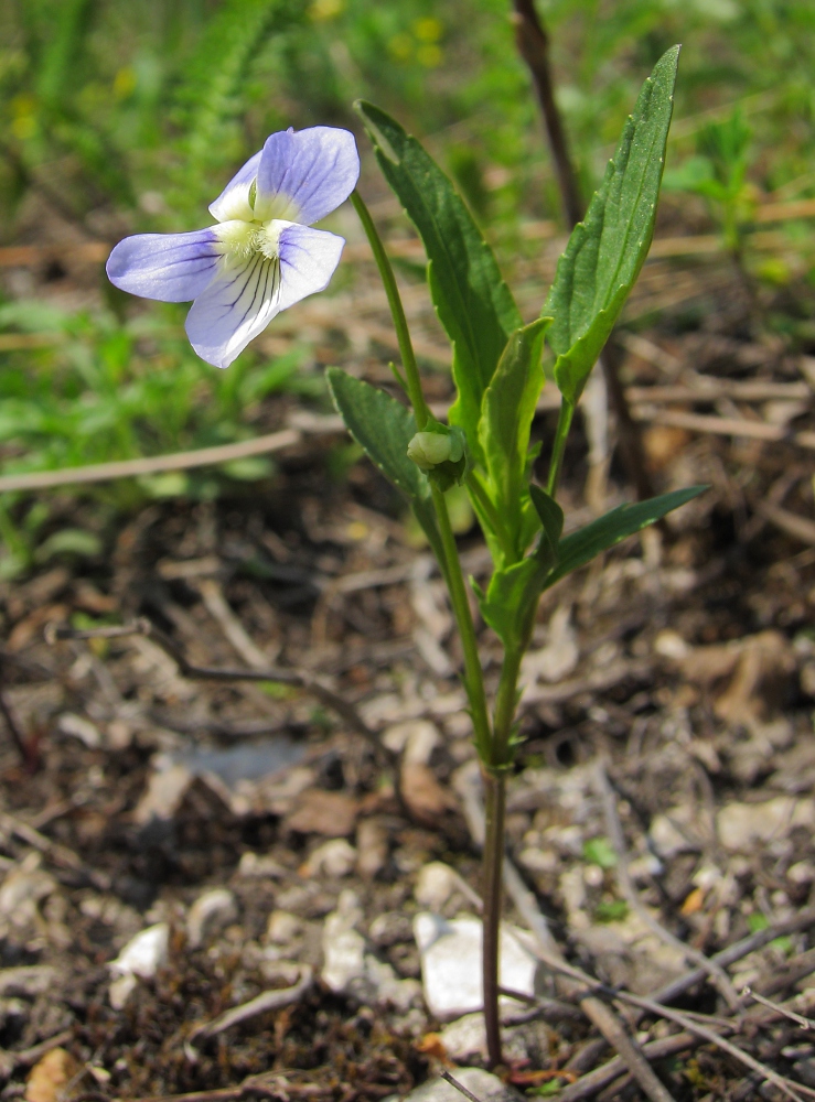 Image of Viola accrescens specimen.
