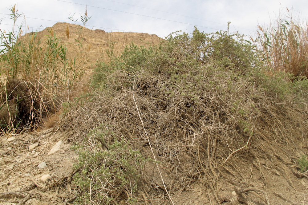 Image of Nitraria retusa specimen.