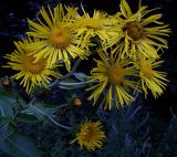 Inula helenium. Верхушка цветущего растения. Курская обл., Железногорский р-н, с. Гнань. 24 июля 2007 г.