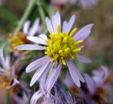 Tripolium pannonicum