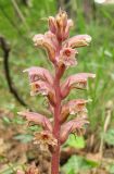 Orobanche hederae