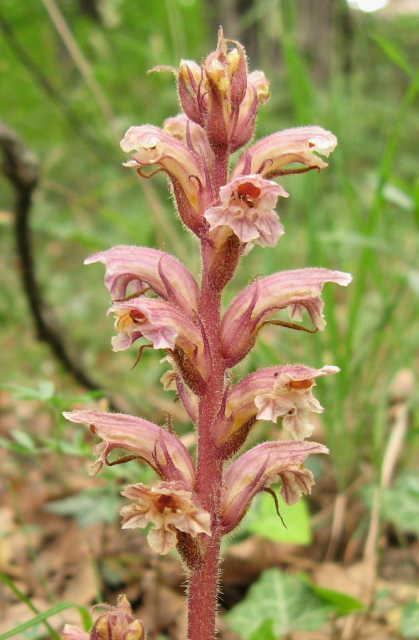 Изображение особи Orobanche hederae.