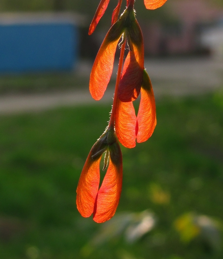 Image of Acer negundo specimen.