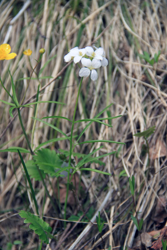 Изображение особи Cardamine trifida.