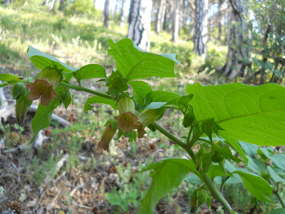 Image of Atropa bella-donna specimen.