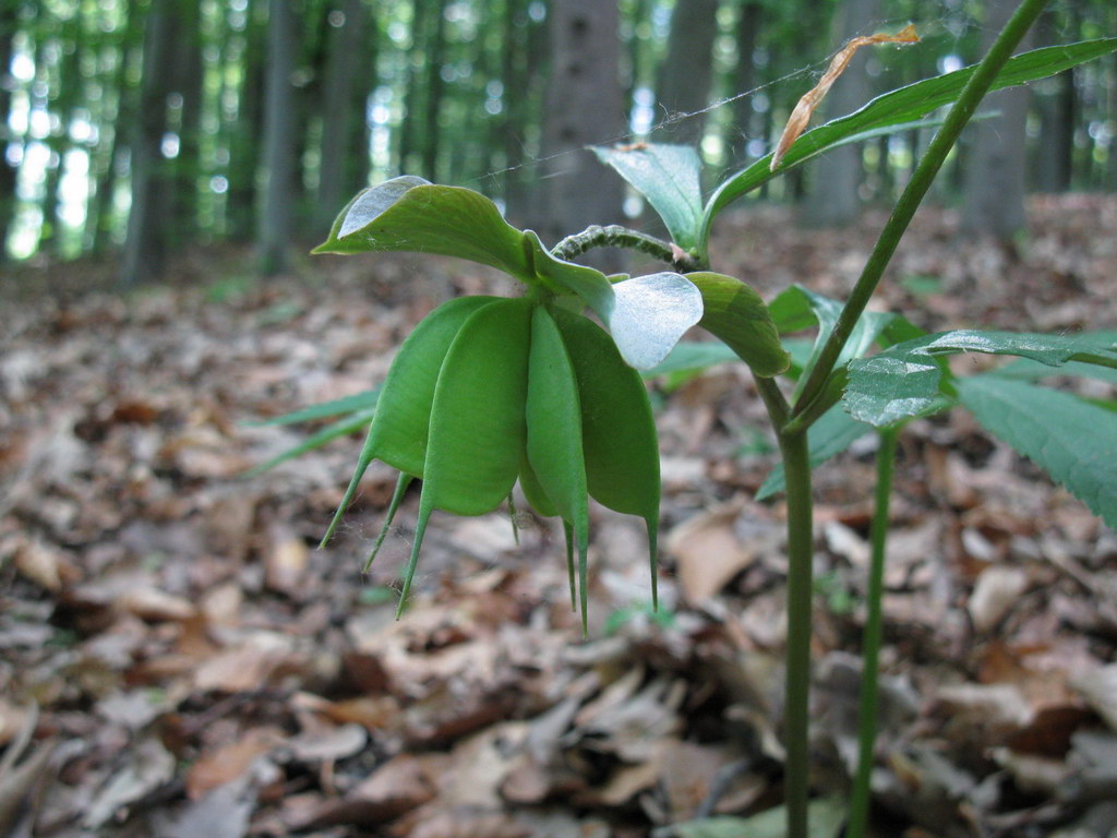 Image of Helleborus purpurascens specimen.