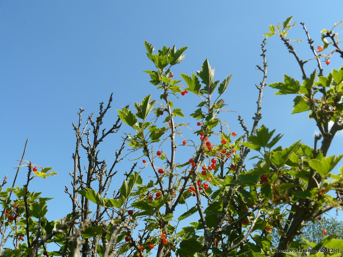 Image of Ribes rubrum specimen.
