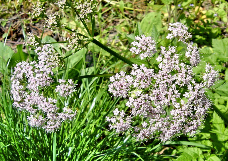 Image of Chaerophyllum hirsutum specimen.