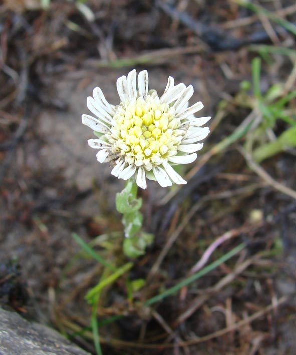 Изображение особи Endocellion sibiricum.