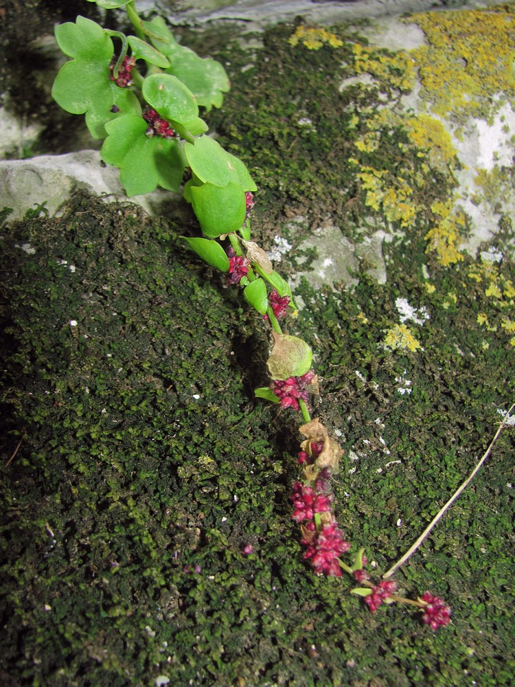 Image of Saxifraga cernua specimen.