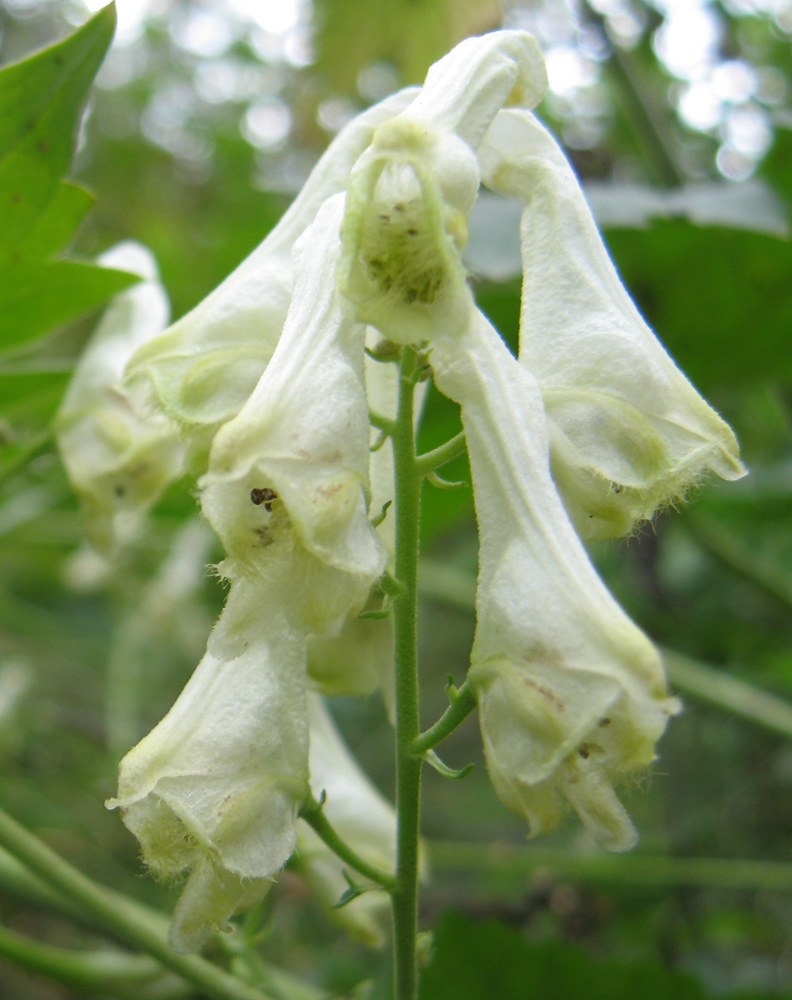 Изображение особи Aconitum lasiostomum.