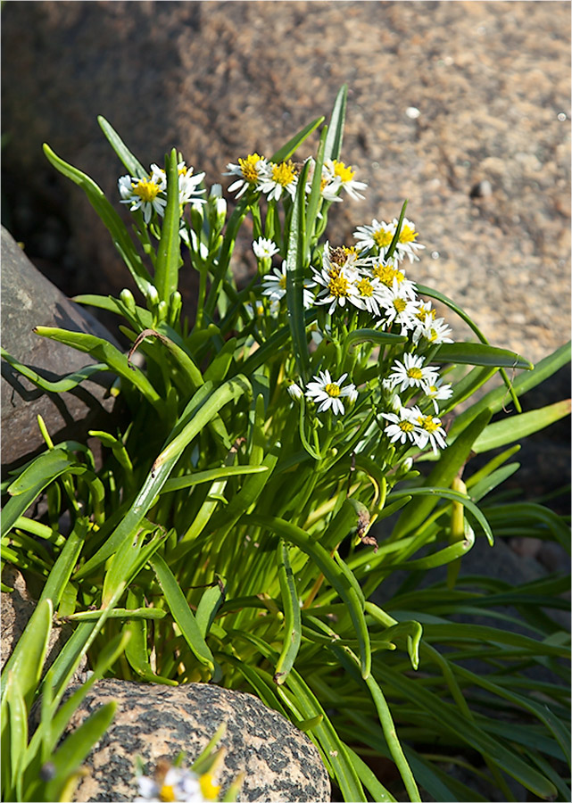 Image of Tripolium pannonicum ssp. tripolium specimen.