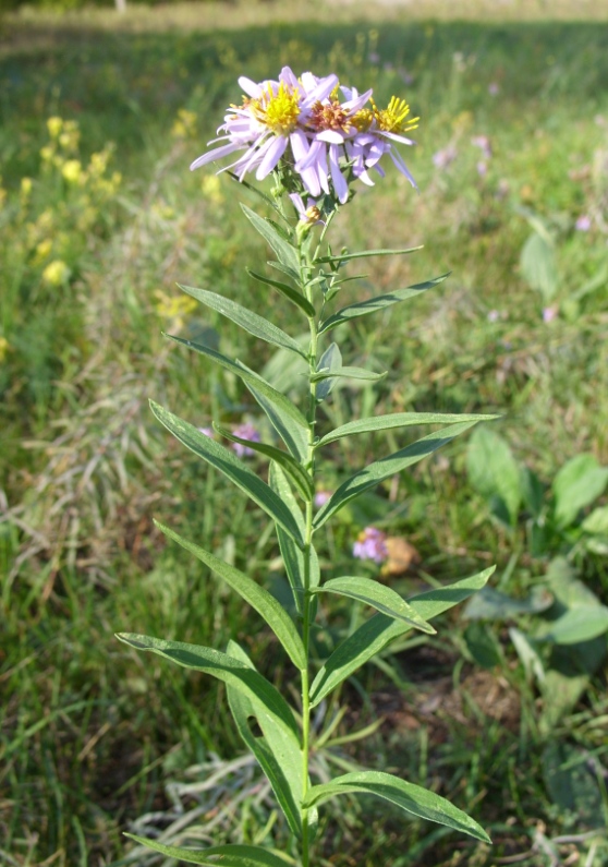 Изображение особи Galatella dracunculoides.