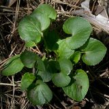 Viola riviniana