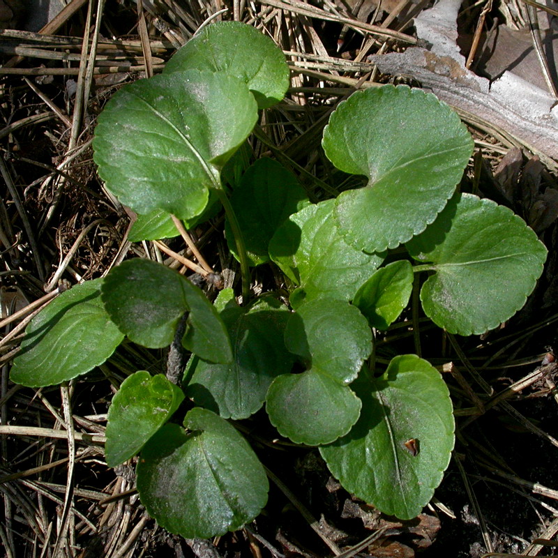 Изображение особи Viola riviniana.