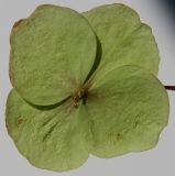 Hydrangea aspera