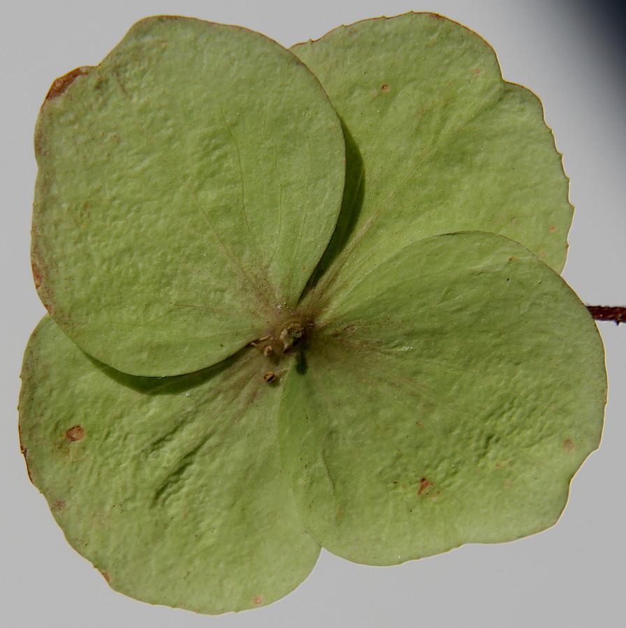 Image of Hydrangea aspera specimen.