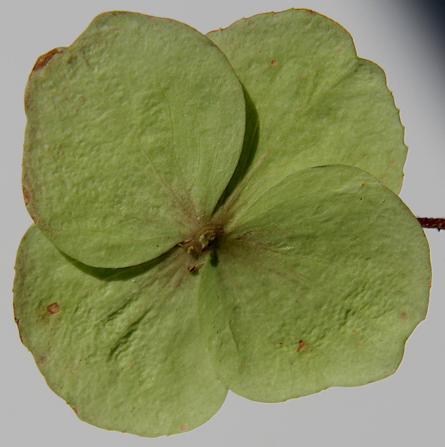 Изображение особи Hydrangea aspera.