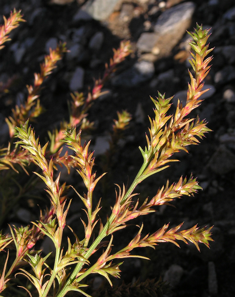 Image of Salsola collina specimen.