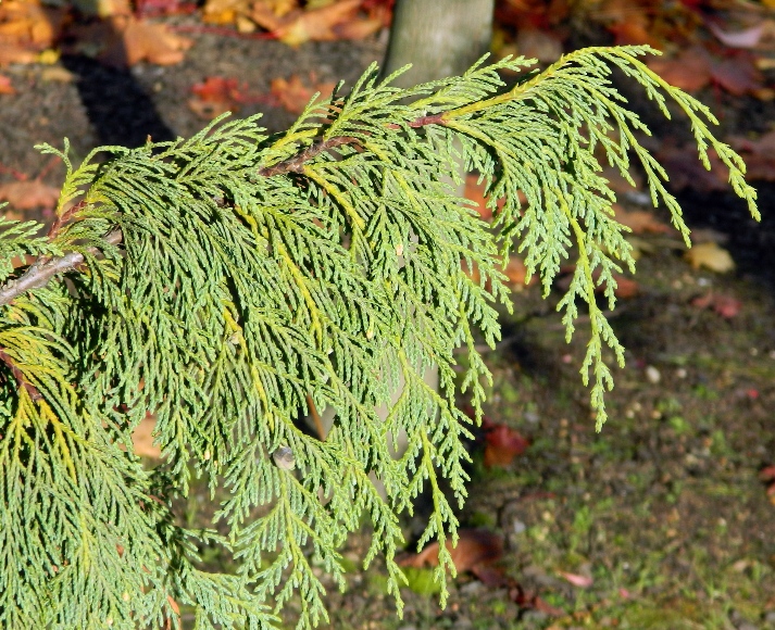 Изображение особи Chamaecyparis nootkatensis.