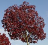Fraxinus oxycarpa. Крона молодого дерева с листьями в осенней окраске. Германия, г. Кемпен, в озеленении улицы у детской площадки. 19.10.2012.