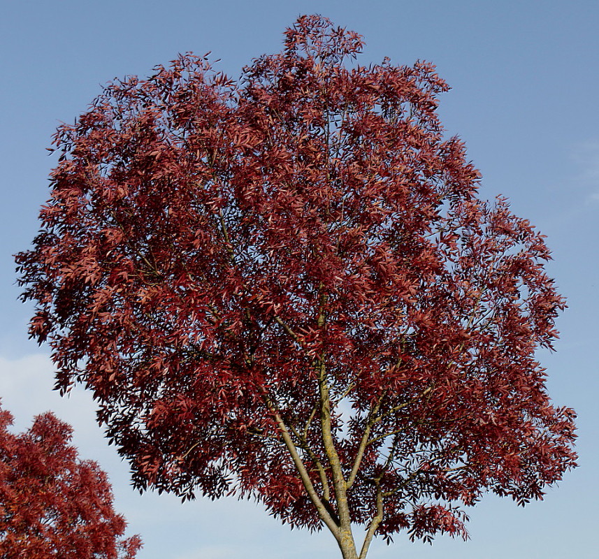 Изображение особи Fraxinus oxycarpa.