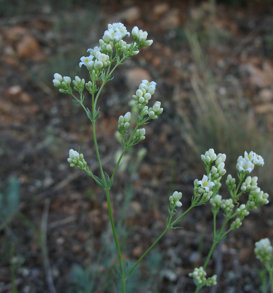 Image of Galium biebersteinii specimen.