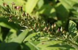 Lysimachia clethroides. Часть отцветшего соцветия. Германия, г. Krefeld, ботанический сад. 16.09.2012.