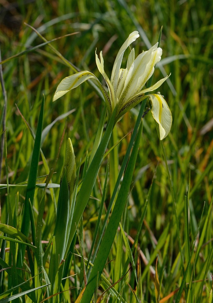 Image of Iris grant-duffii specimen.