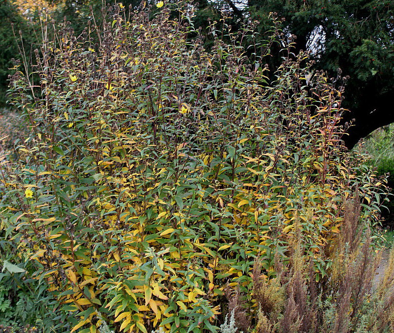 Изображение особи Helianthus grosseserratus.