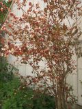 Eugenia uniflora