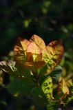 View full-size image Cotinus coggygria