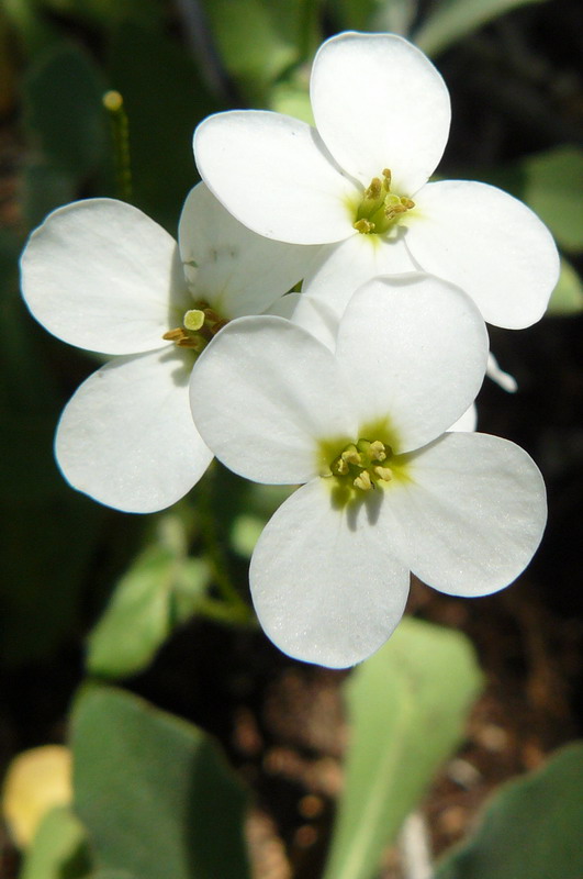 Image of Arabis caucasica specimen.