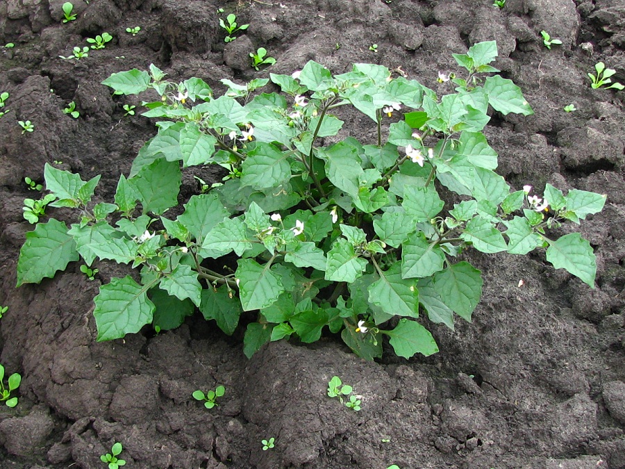 Изображение особи Solanum nigrum.