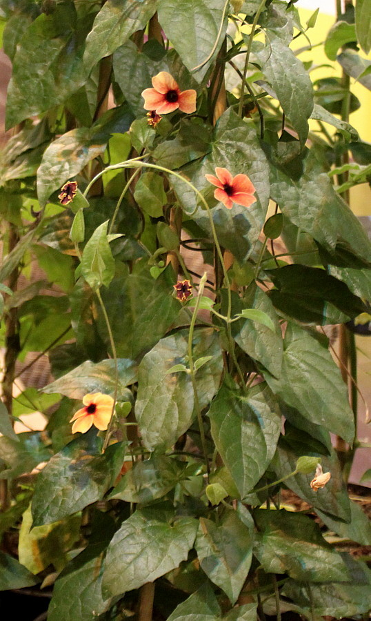 Изображение особи Thunbergia alata.